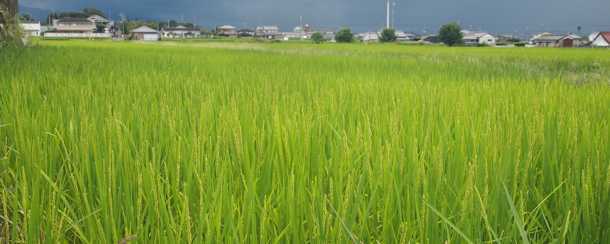 完全無農薬・減農薬での稲作