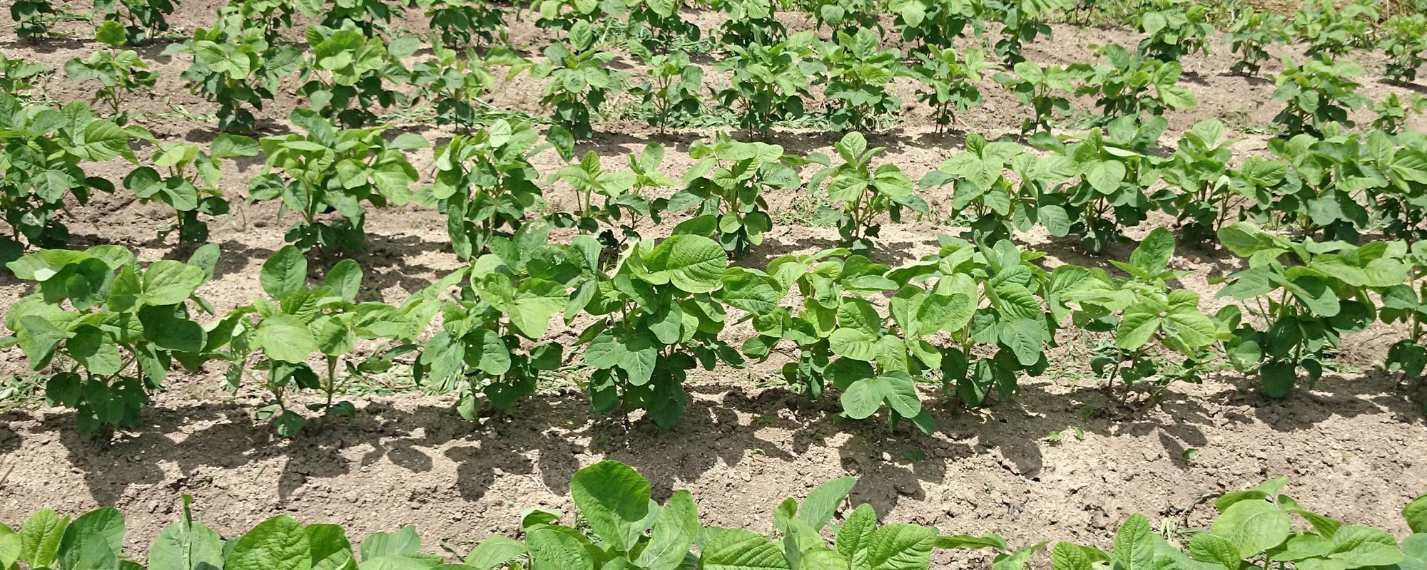 大豆の無農薬栽培