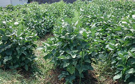 大豆の無農薬栽培