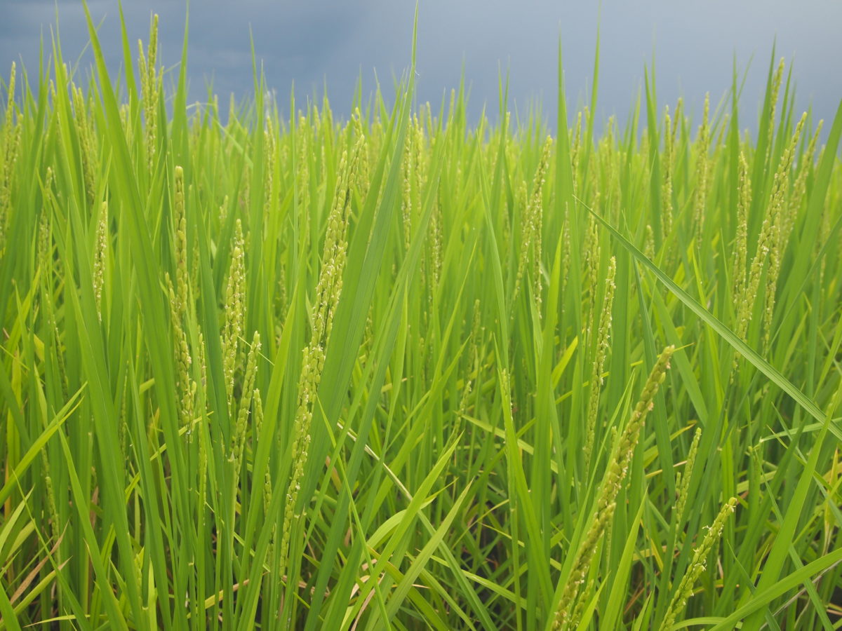 天理農園 無農薬･無化学肥料のお米作り 土壌微生物の働きで育てる農法